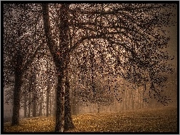 Jesień, Liście, Drzewa, Park, Mgła