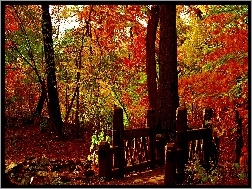 Jesień, Drzewa, Park, Mostek