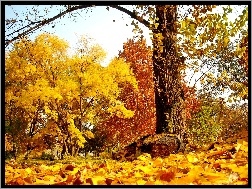 Jesień, Drzewa, Kolorowe, Park, Liście