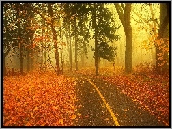 Jesień, Alejka, Mgła, Park, Liście