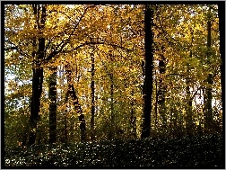 Jesień, Liście, Żółte, Park, Drzewa