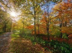 Jesień, Drzewa, Słońce, Alejka, Park, Kolorowe
