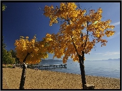 Jesień, Drzewa, Molo, Plaża, Morze
