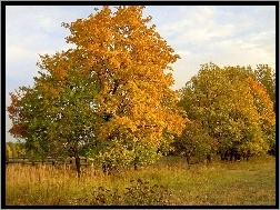 Jesień, Łąka, Pola, Drzewa