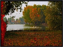 Jesień, Kaczki, Łabędzie, Rzeka, Drzewa
