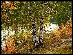 Jesień, Brzozy, Rzeka, Liście