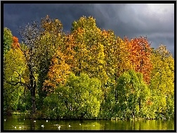 Jesień, Drzewa, Rzeka, Kaczki