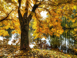 Jesień, Żółte, Drzewa, Staw, Liście