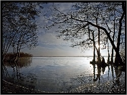 Jezioro, Drzewa