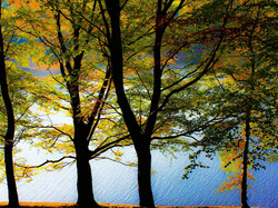 Jezioro, Kolorowe, Drzewa, Liście