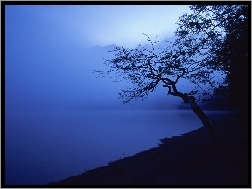 Drzewo, Jezioro, Mgła