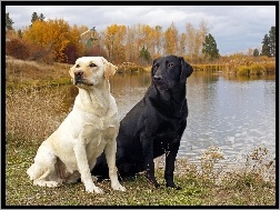 Jezioro, Psy, Dwa, Labradory