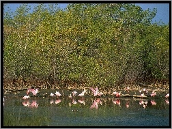 jezioro, drzewa, Flamingi, woda