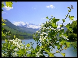 Jezioro, Kwiaty, Gałązka, Wiśni
