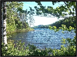 Maine, Jezioro, Drzewa