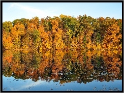 Odbicie, Jezioro, Drzewa