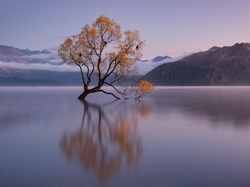 Nowa Zelandia, Jezioro Wanaka, Wyspa Południowa, Jesień, Drzewo, Wschód słońca, Odbicie