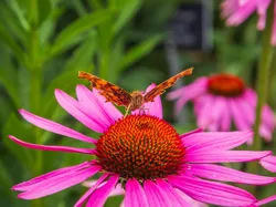 Motyl, Kwiat, Różowa, Jeżówka