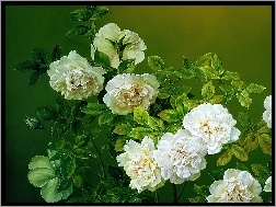 Jose Escofet, Białych, Krzew, Róż