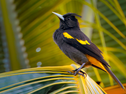 Czarno-żółty, Ptak, Kacyk meksykański, Liść