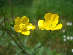 Żółte, Kaczeńce, Kwiaty