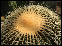 Kaktus, Kolce
