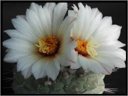 Kwiaty, Kaktus, Białe