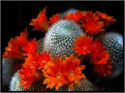 Kwiaty, Kaktus, Pomarańczowe