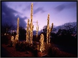 Święta, Oświetlenie, Kaktusy, Drzewa