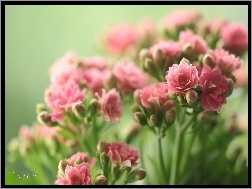 Kalanchoe, Kwiaty, Różowe, Doniczkowe