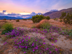 Góry, Anza Borrego Desert, Łąka, Kalifornia, Stany Zjednoczone, Drzewa, Park stanowy, Kwiaty