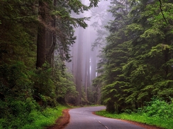 Mgła, Stan Kalifornia, Sekwoje, Las, Park Narodowy Redwood, Stany Zjednoczone, Drzewa