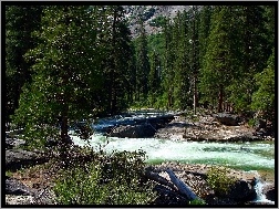 Rzeka, Park Narodowy Yosemite, Stan Kalifornia, Stany Zjednoczone, Las