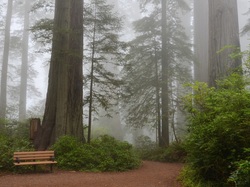 Ławka, Stan Kalifornia, Park Narodowy Redwood, Drzewa, Sekwoje, Mgła, Stany Zjednoczone, Droga