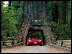 Kalifornia, Drzewo z przejazdem