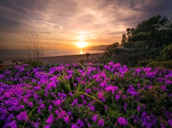 Kwiaty, Stan Kalifornia, Wybrzeże, Zachód słońca, Malibu, Stany Zjednoczone, Ocean Spokojny