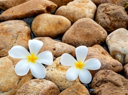 Kamienie, Kwiaty, Dwa, Plumeria