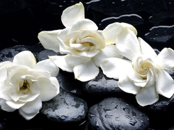 Kamienie, Białe, Trzy, Gardenia jaśminowata, Kwiaty