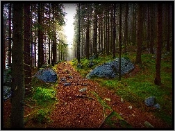 Kamienie, Drzewa, Las, Ścieżka