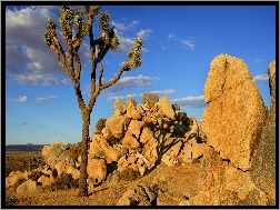 Kamienie, Joshua Tree, Park, Drzewo