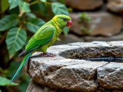 Poidło, Papuga, Ptak, Kamienne, Zielona, Grafika AI