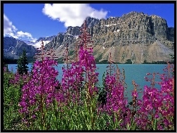 Kanada, Różowe, Jezioro, Góry, Kwiaty
