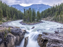 Kanada, Rzeka Sunwapta, Prowincja Alberta, Góry, Park Narodowy Jasper, Wodospad Sunwapta Falls, Drzewa