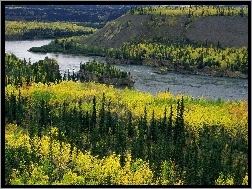 Kanada, Lasy, Rzeka, Yukon