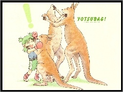 kangur, Yotsubato