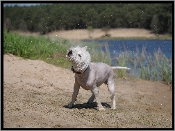 Kąpiel, Pies, West Highland White Terrier