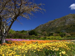 Kirstenbosch, Ogród, Wzgórza, Wiosna, Botaniczny