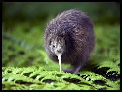 Kiwi