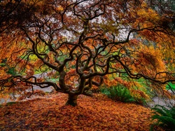 Klon japoński, Jesień, Park, Drzewo
