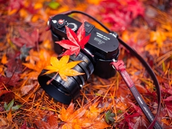 Jesień, Klonu, Liście, Aparat fotograficzny Leica, Łąka